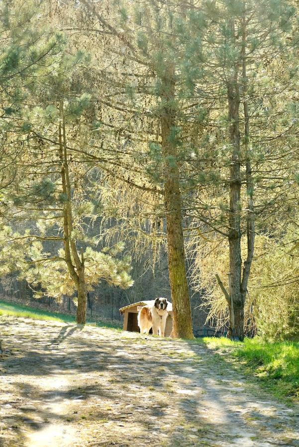 Agroturystyka Strzebielino Bagian luar foto